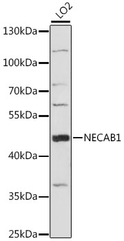 Валидация Elabscience E-AB-91330