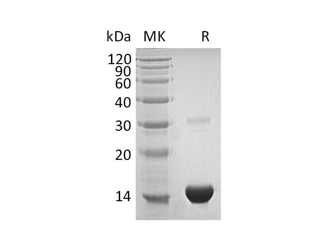Валидация Elabscience PKSH033108(3470)