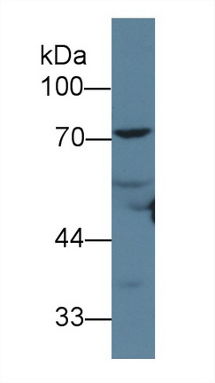 13635