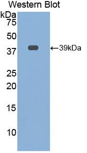 39385