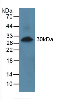 52715