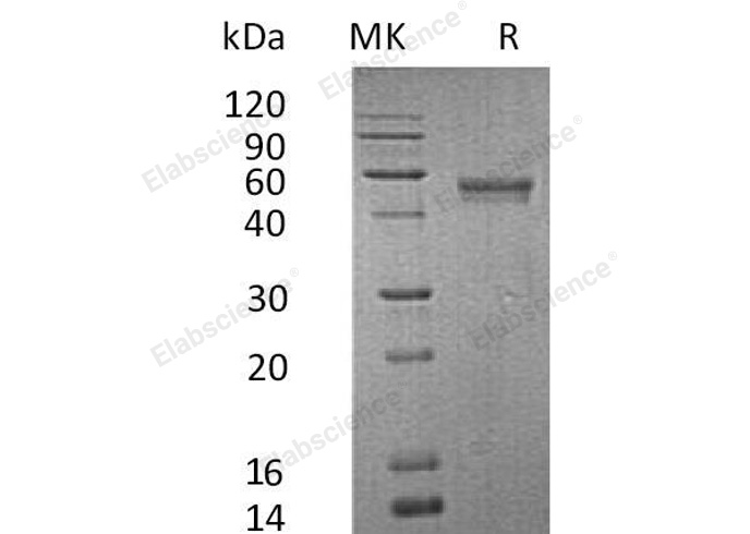 Валидация Elabscience PKSH032717(3146)