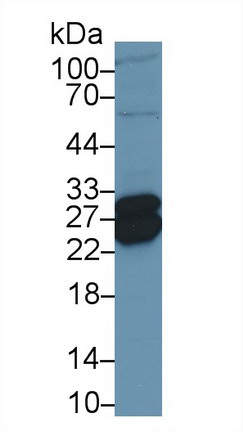 9603