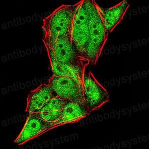 Валидация IF - AntibodySystem RHK68302
