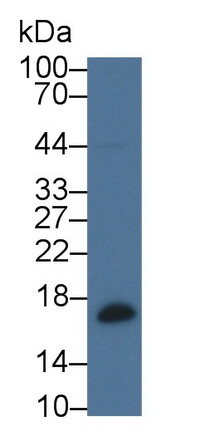 52692