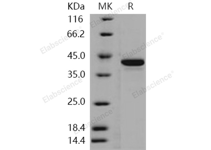 Валидация Elabscience PKSH030352(1290)