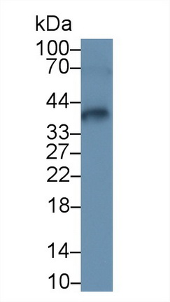 13292