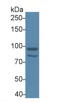 12993