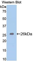 39604