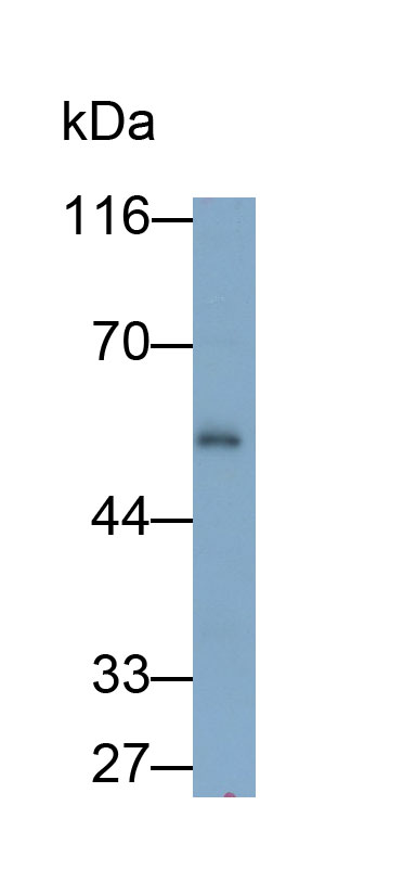 30931