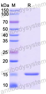Валидация SDS-PAGE - AntibodySystem RXX00502