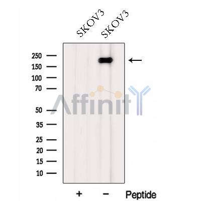 Валидация Affinity DF13017 - 7819