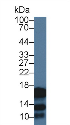 9564