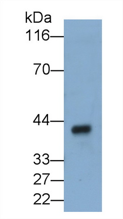 8453