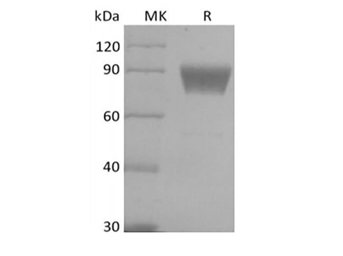 Валидация Elabscience PKSH033983(4211)
