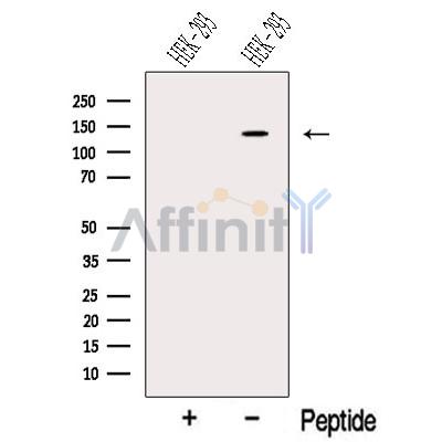 Валидация Affinity DF13191 - 8181