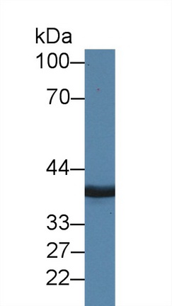 10027