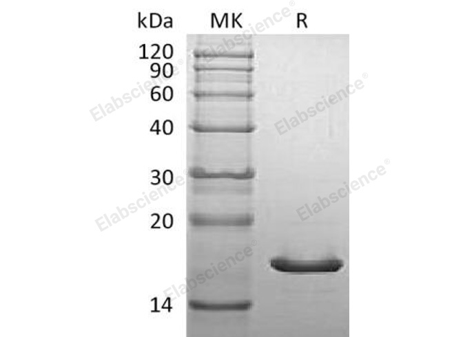 Валидация Elabscience PKSM041187(5094)