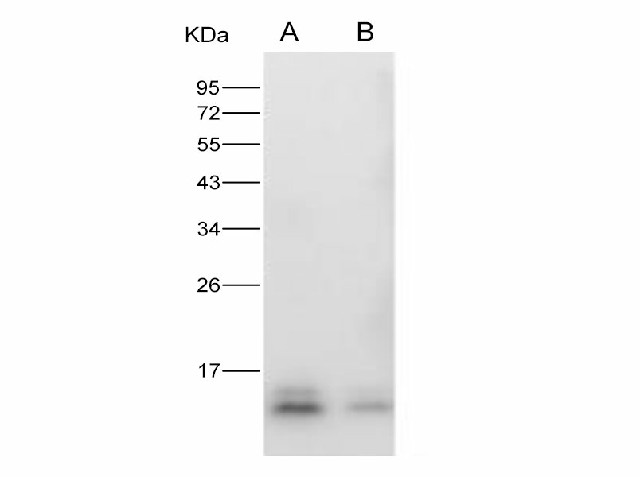 Валидация Elabscience E-AB-V1331