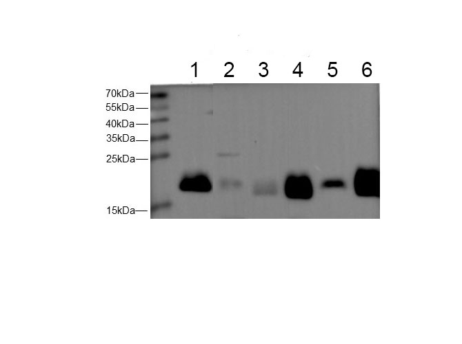 Валидация Elabscience E-AB-40633