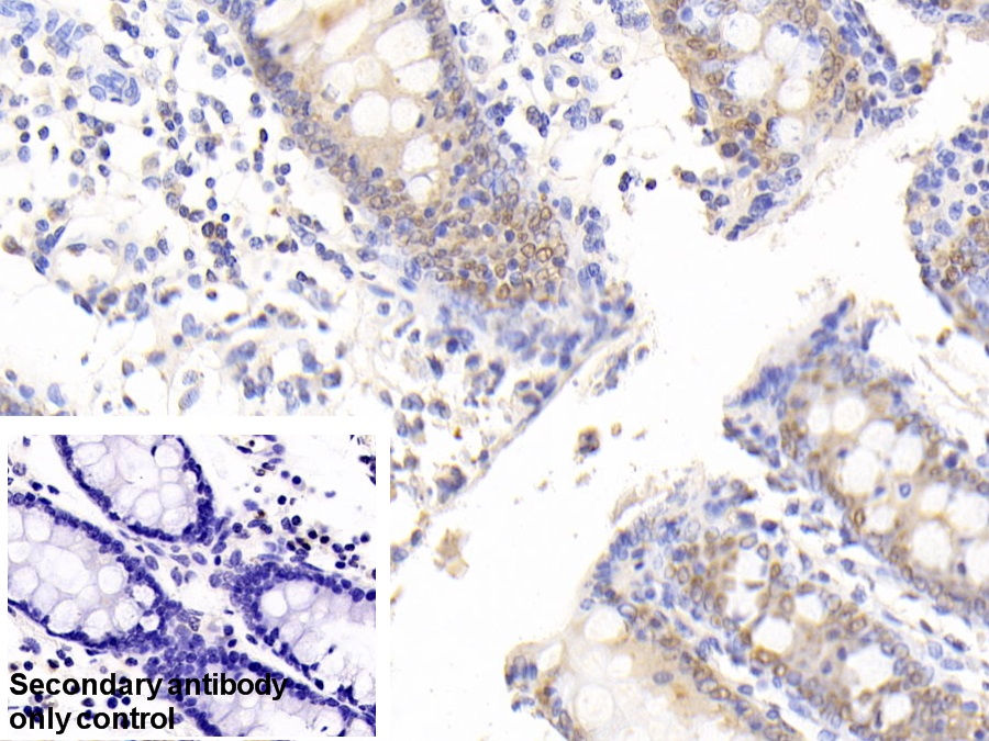 29088