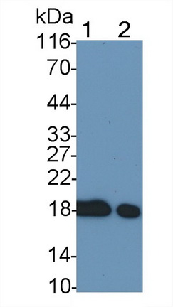 24465