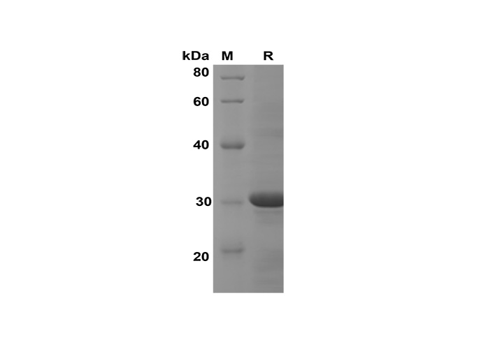 Валидация Elabscience PDEH100607(119)