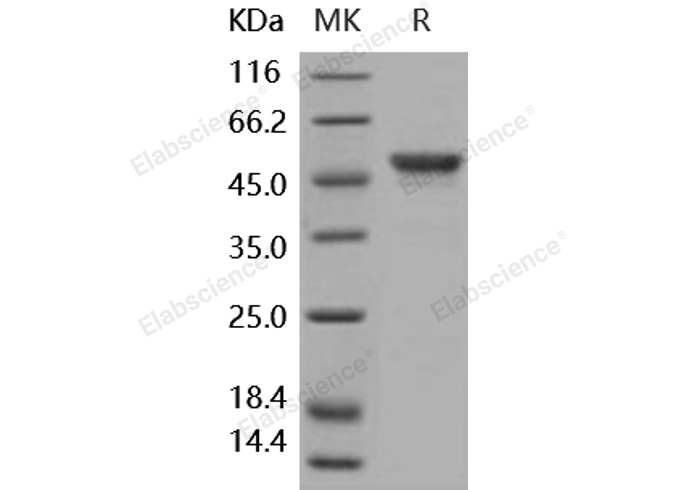 Валидация Elabscience PKSH031871(2493)