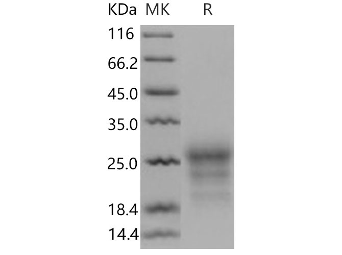 Валидация Elabscience PKSM040672(4654)