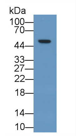 17633