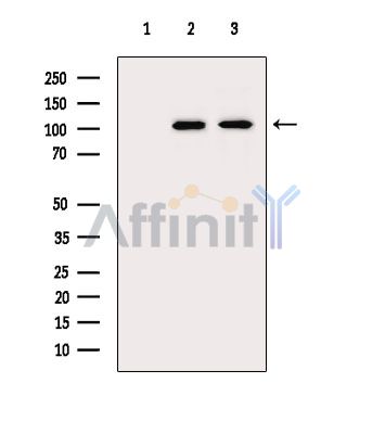 Валидация Affinity DF4941 - 16768