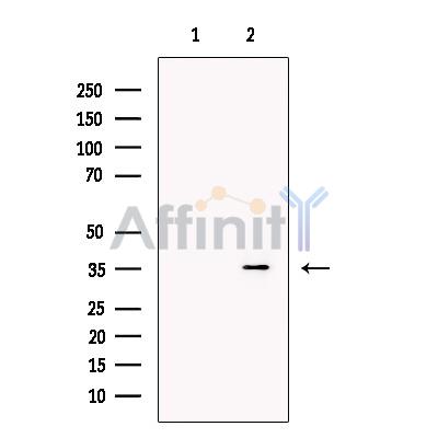 Валидация Affinity DF13554 - 8995