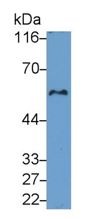 41661