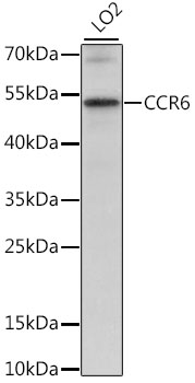 Валидация Elabscience E-AB-66724