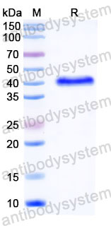 Валидация SDS-PAGE - AntibodySystem RVV03305