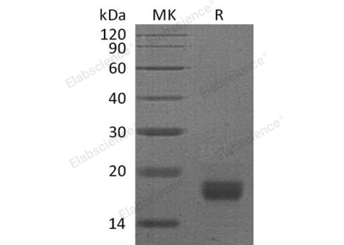 Валидация Elabscience PKSM041064(4990)