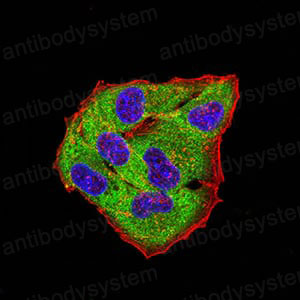 Валидация IF - AntibodySystem RHE56301