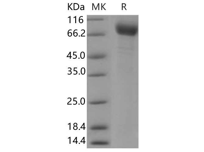 Валидация Elabscience PKSH030646(1529)