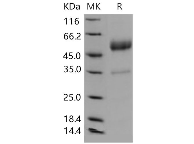 Валидация Elabscience PKSM040542(4532)
