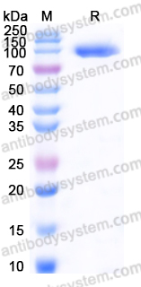 EHF64002, SDS-PAGE