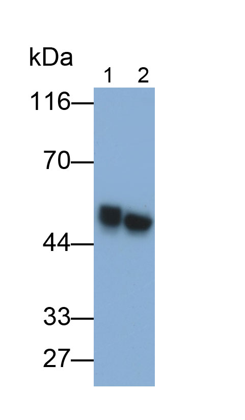 12746