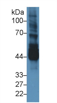 10433