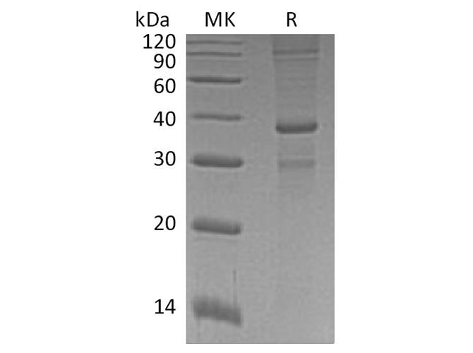 Валидация Elabscience PKSH033781(4052)