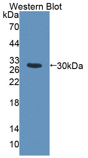 59526