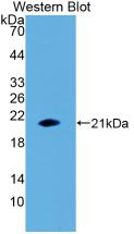 39507