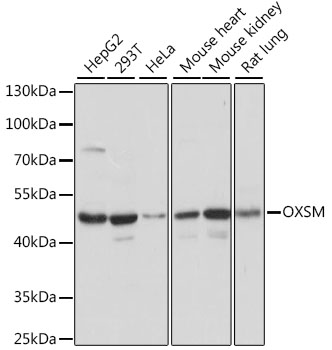 Валидация Elabscience E-AB-66605