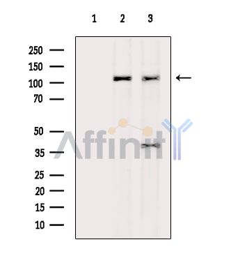 Валидация Affinity DF16062 - 12614