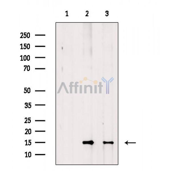 Валидация Affinity AF6831 - 4066