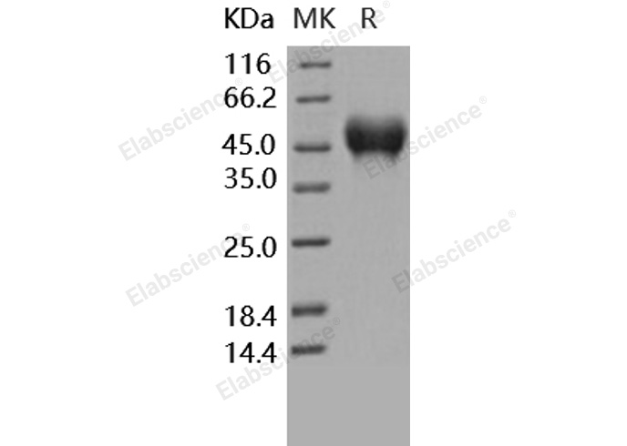Валидация Elabscience PKSH030287(1234)