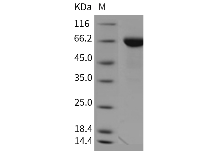 Валидация Elabscience PKSM040436(4434)